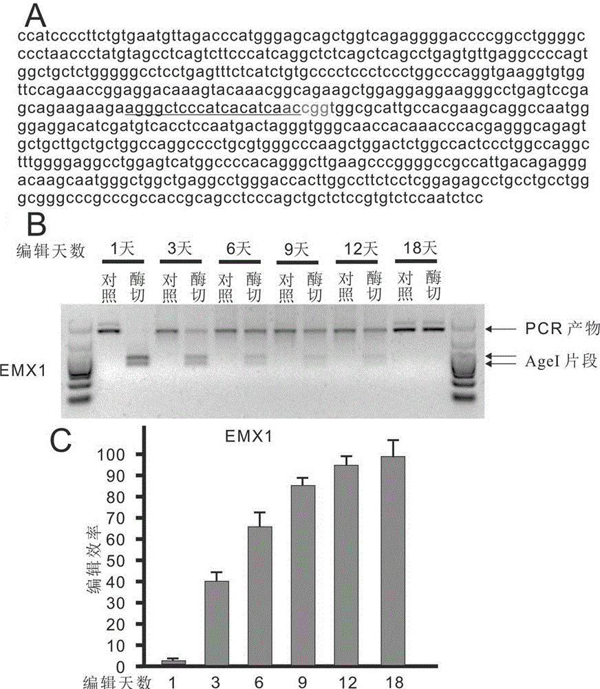 Genome editing method using attachment carrier for encoding targeted endonuclease and kit