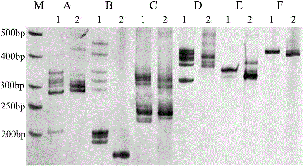 Cotton verticillium wilt resistance major QTL (Quantitative Trait Locus) and linked molecular marker