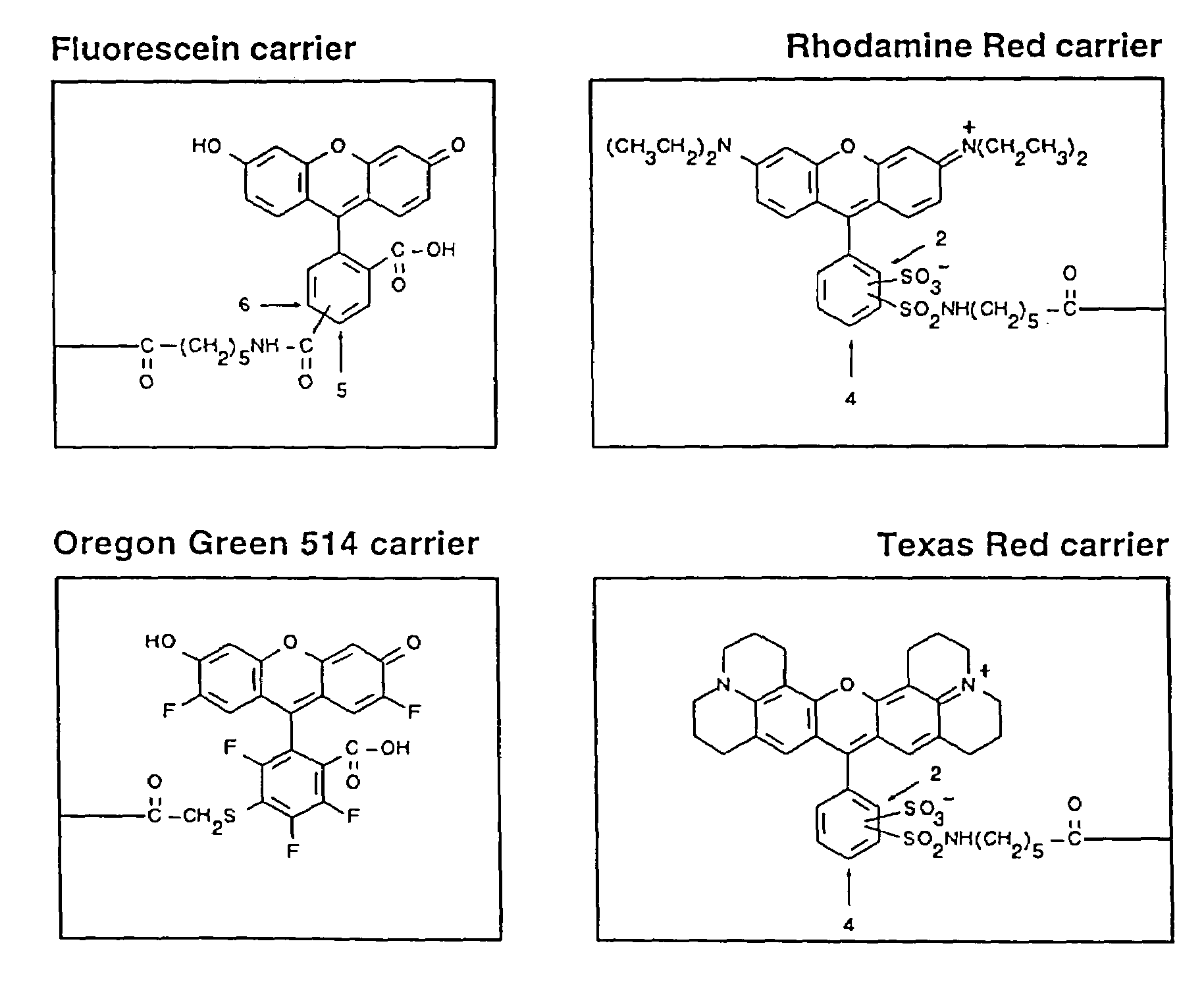 Fluorescent dye binding peptides