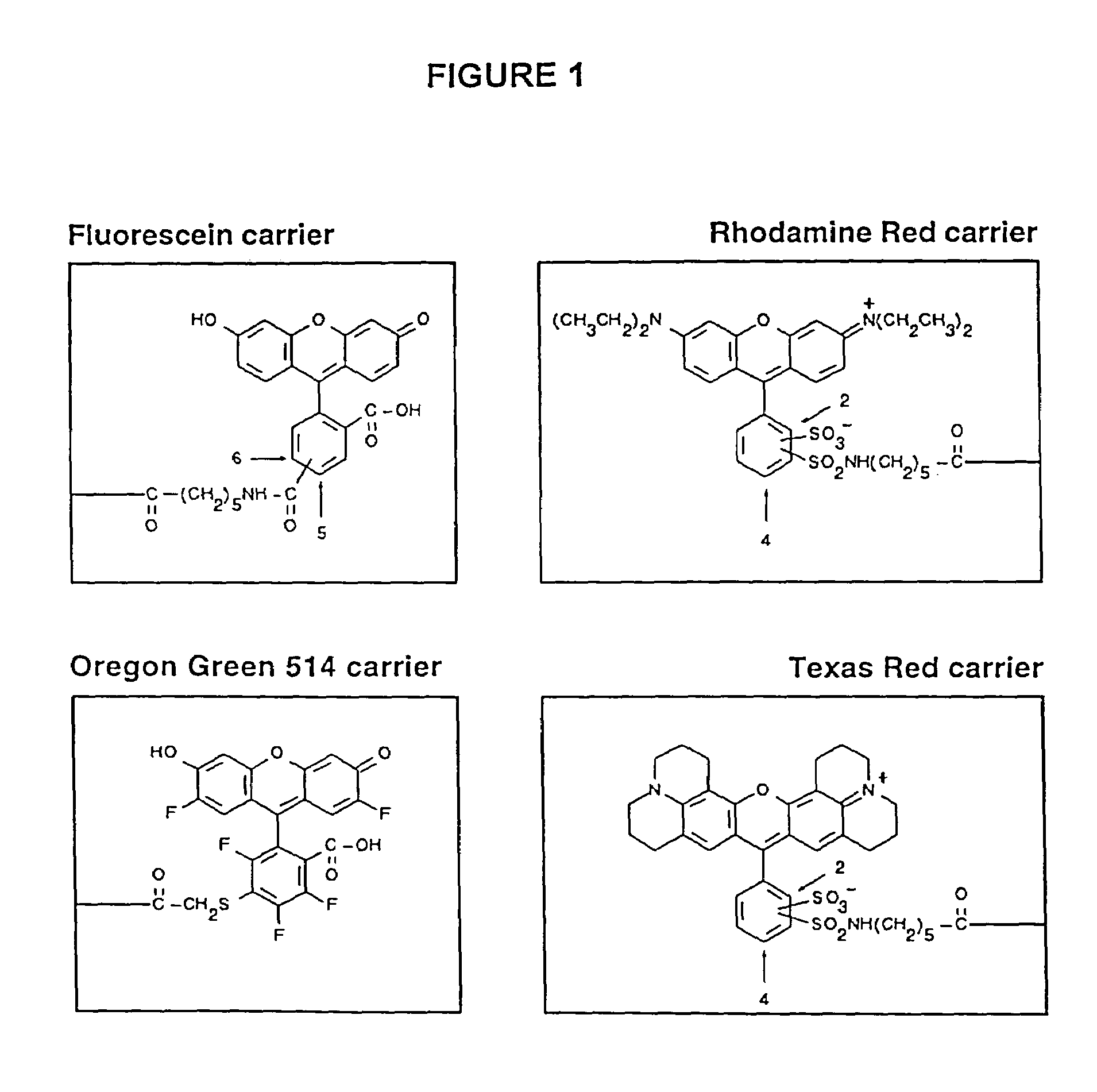 Fluorescent dye binding peptides