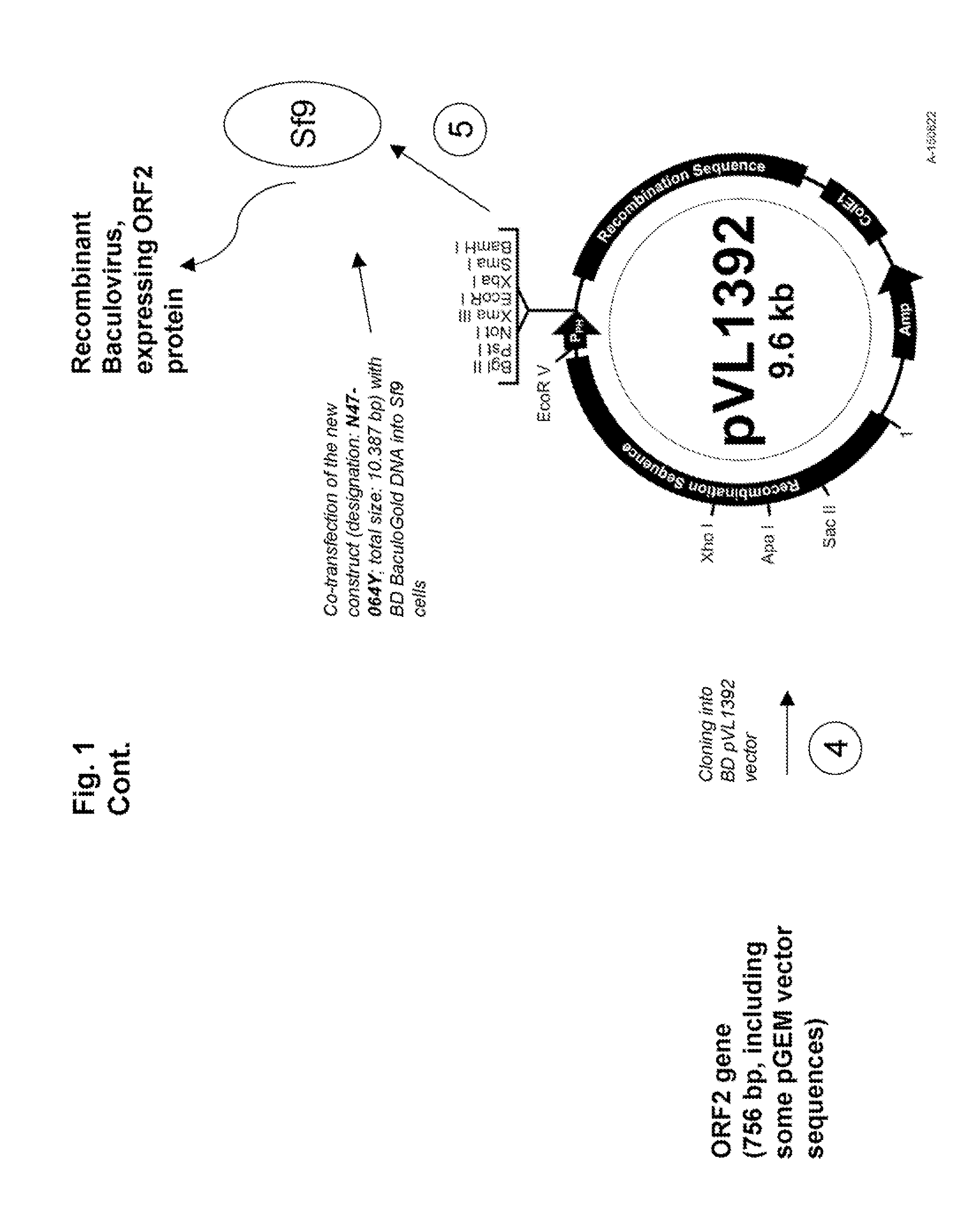 Pcv2 immunogenic compositions and methods of producing such compositions