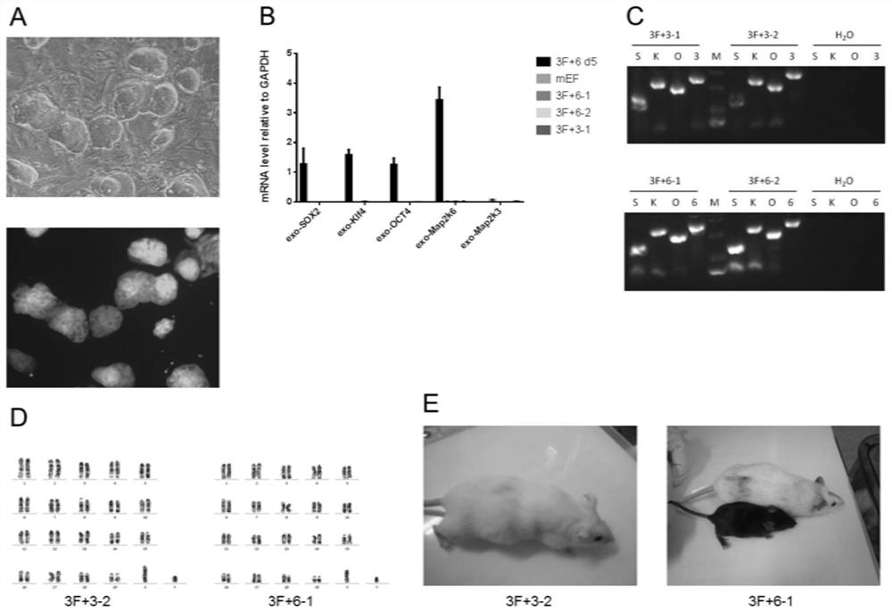 Application of Map2k3 or Map2k6 in improvement of efficiency of inducing adult cells to generate pluripotent stem cells