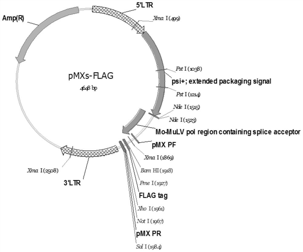 Application of Map2k3 or Map2k6 in improvement of efficiency of inducing adult cells to generate pluripotent stem cells