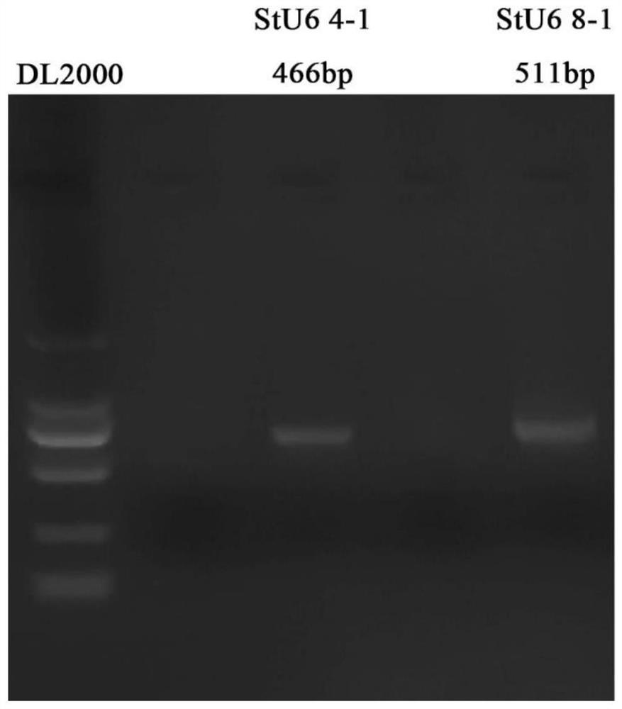 Potato U6 RNA polymerase III type promoter and cloning and application thereof