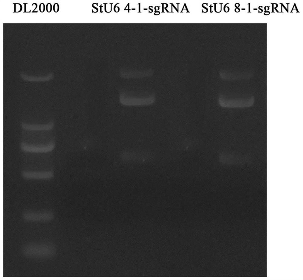 Potato U6 RNA polymerase III type promoter and cloning and application thereof