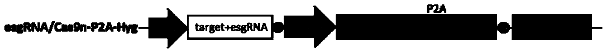 application of NTS/dNTS combination in preparation of plant mutants