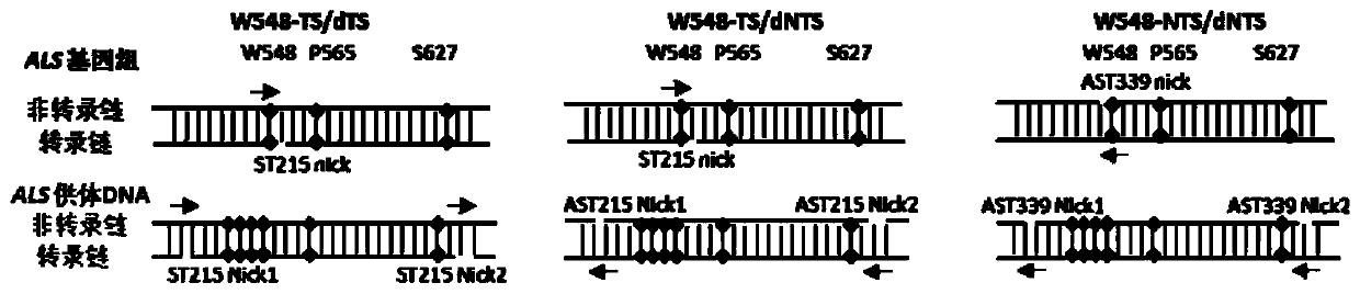 application of NTS/dNTS combination in preparation of plant mutants