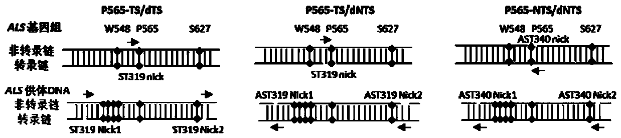 application of NTS/dNTS combination in preparation of plant mutants