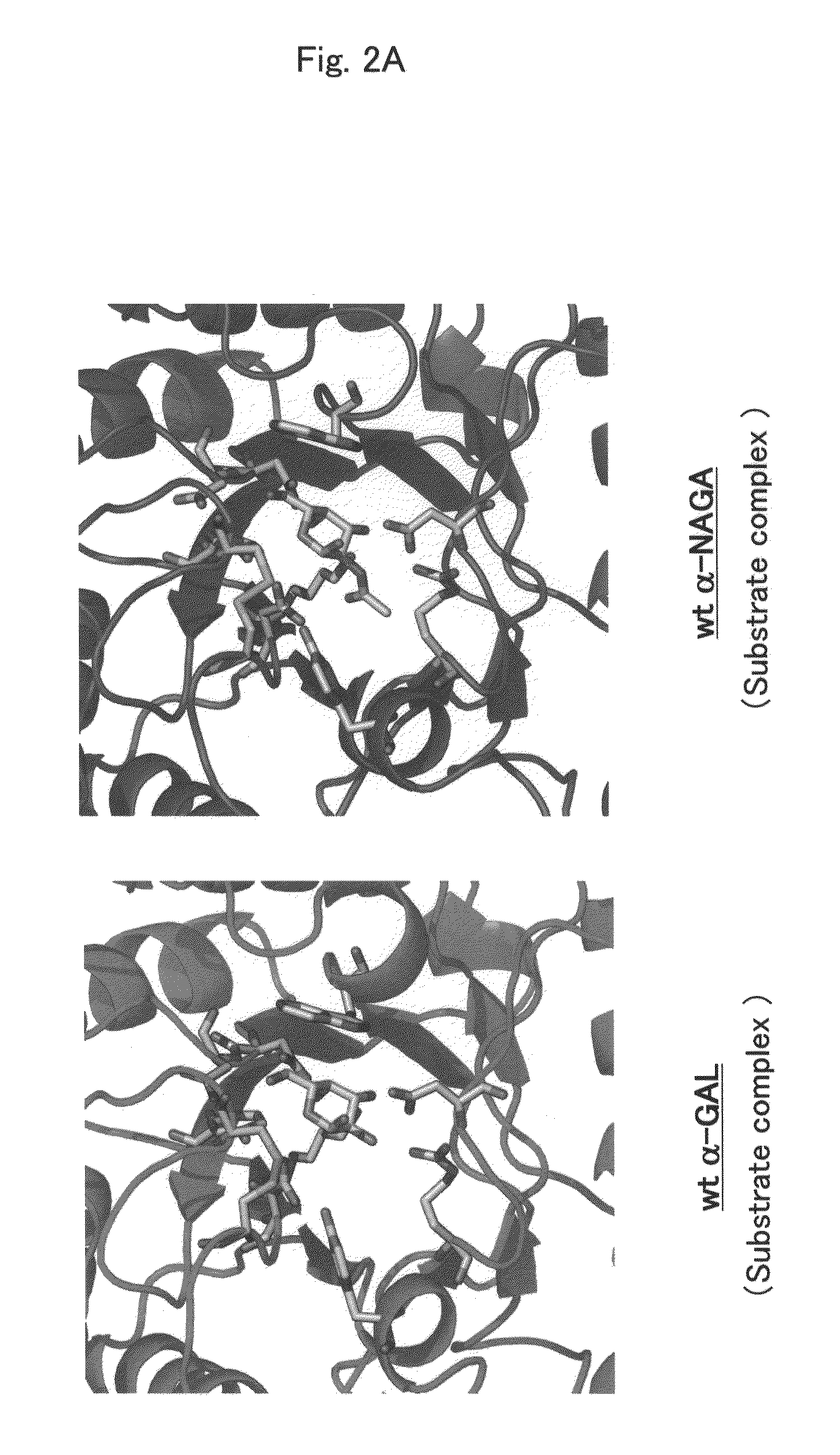 Pharmaceutical composition for enzyme replacement therapy