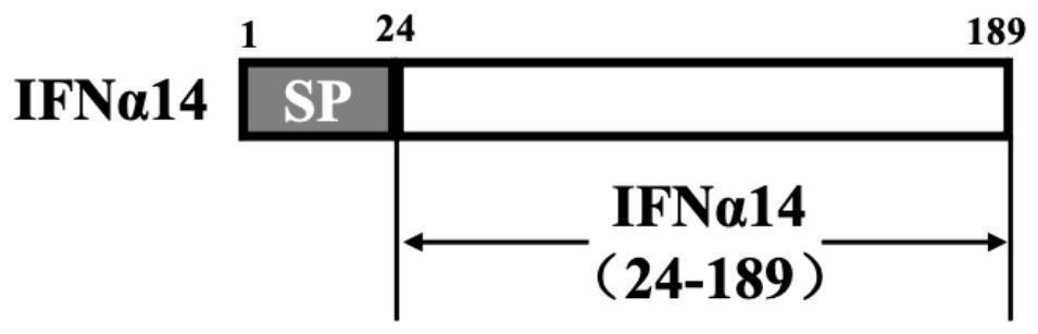 Recombinant saccharomyces cerevisiae strain capable of simultaneously expressing IFNa14 protein and human hepatitis B virus S protein as well as preparation method and application