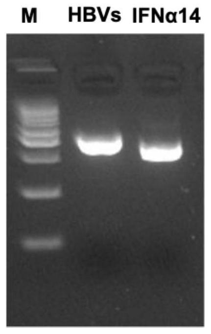 Recombinant saccharomyces cerevisiae strain capable of simultaneously expressing IFNa14 protein and human hepatitis B virus S protein as well as preparation method and application