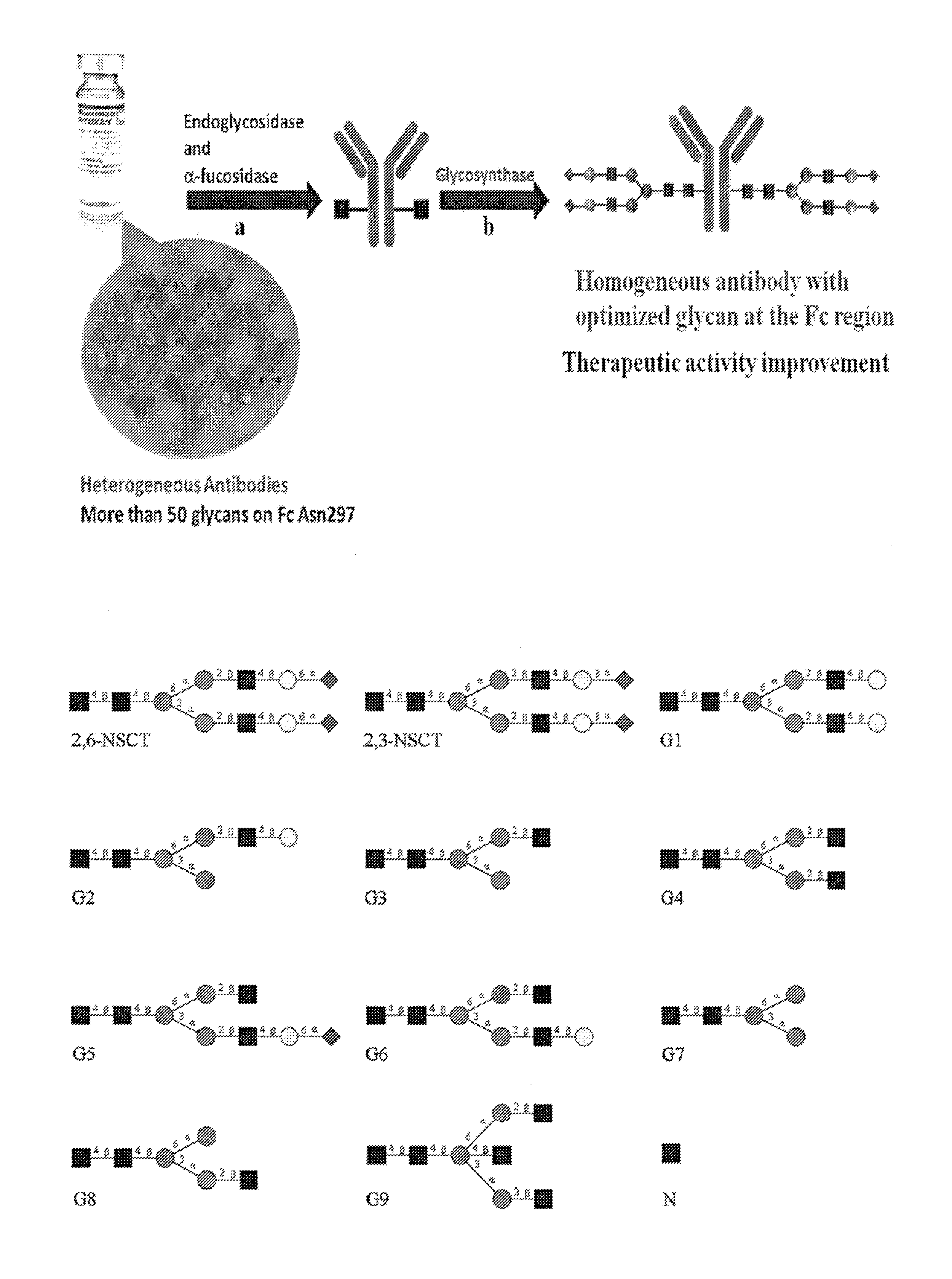 Compositions and methods relating to universal glycoforms for enhanced antibody efficacy