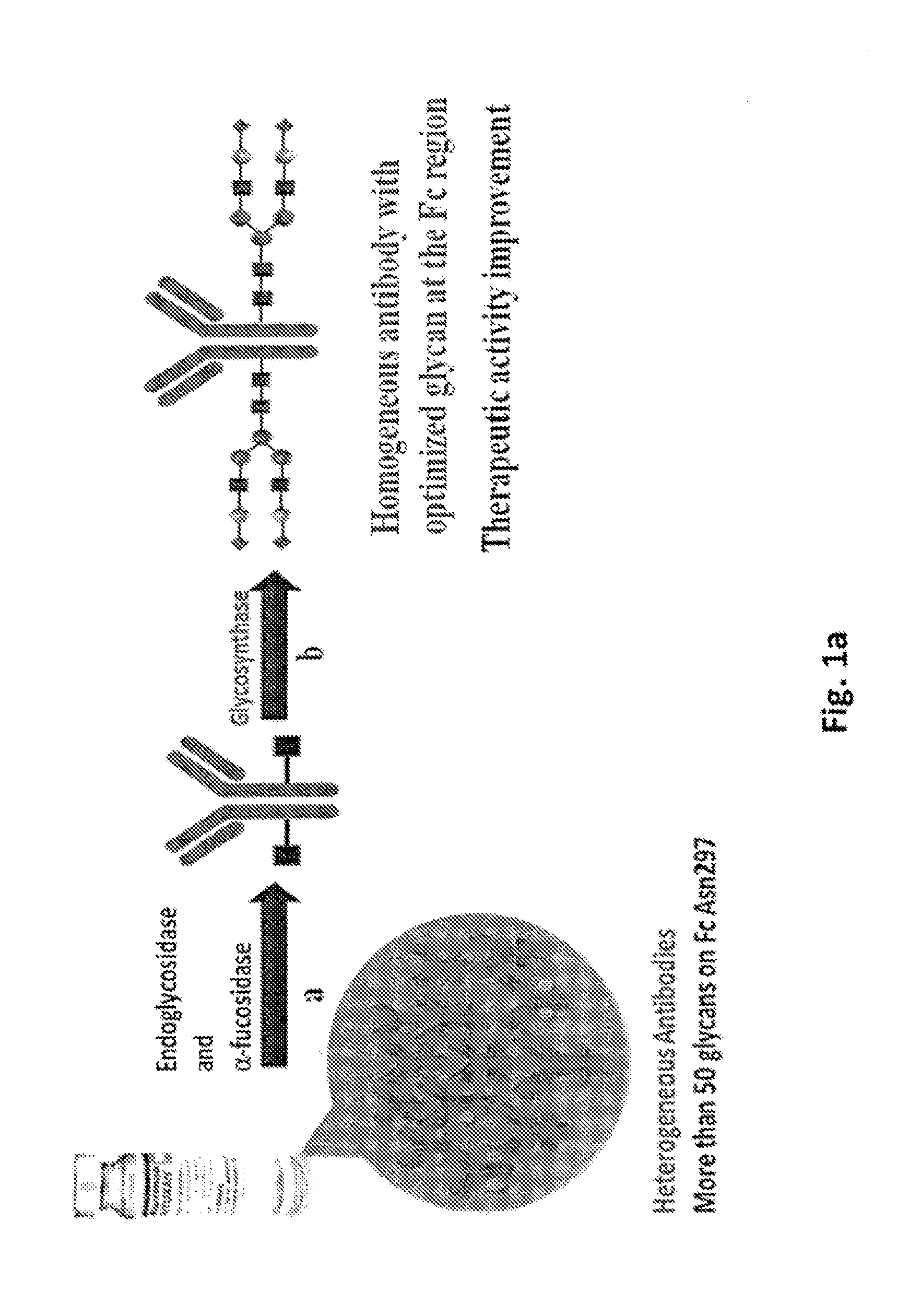 Compositions and methods relating to universal glycoforms for enhanced antibody efficacy