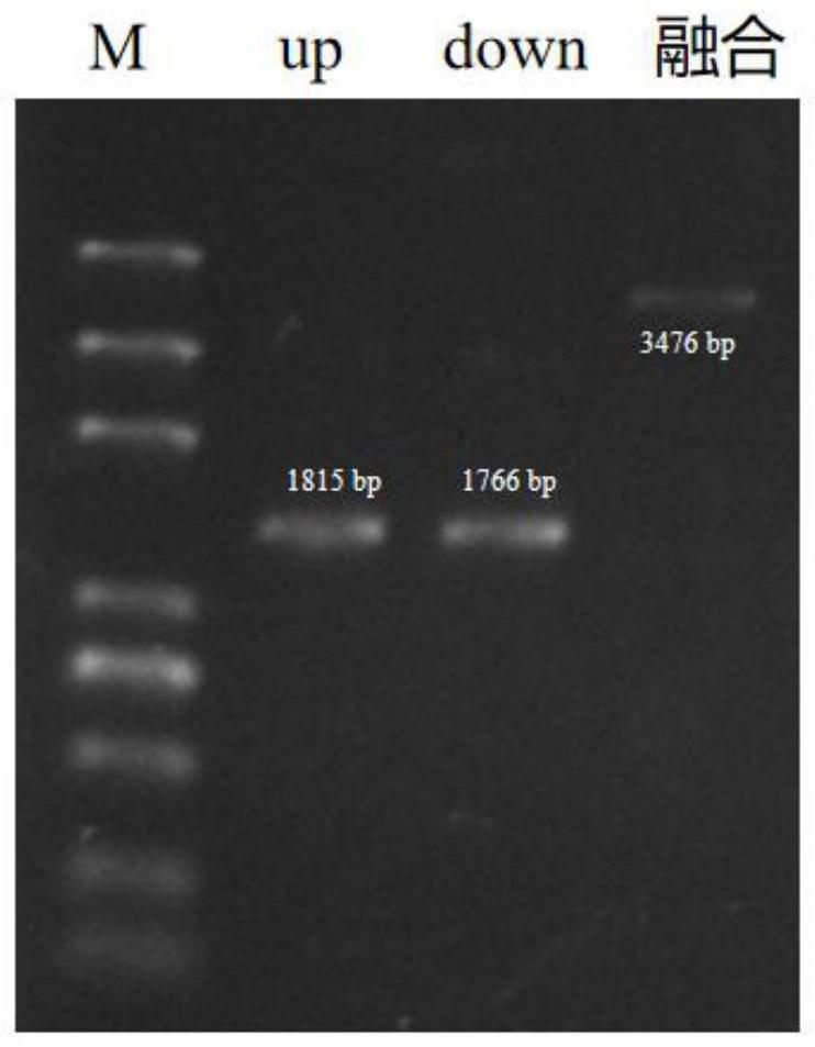 Preparation of strain for traceless genetic transformation