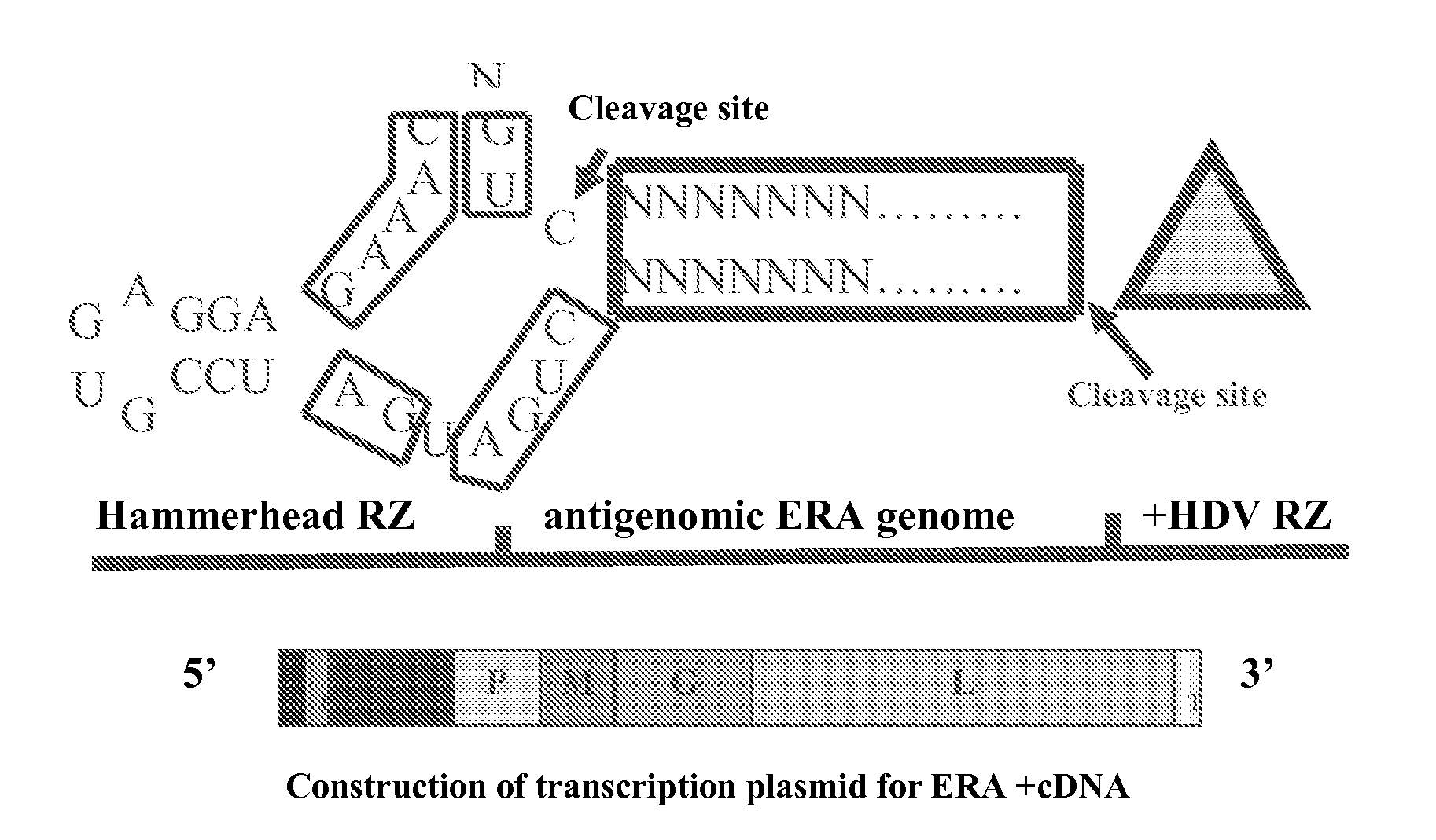 Rabies Virus Vector Systems and Compositions and Methods Thereof