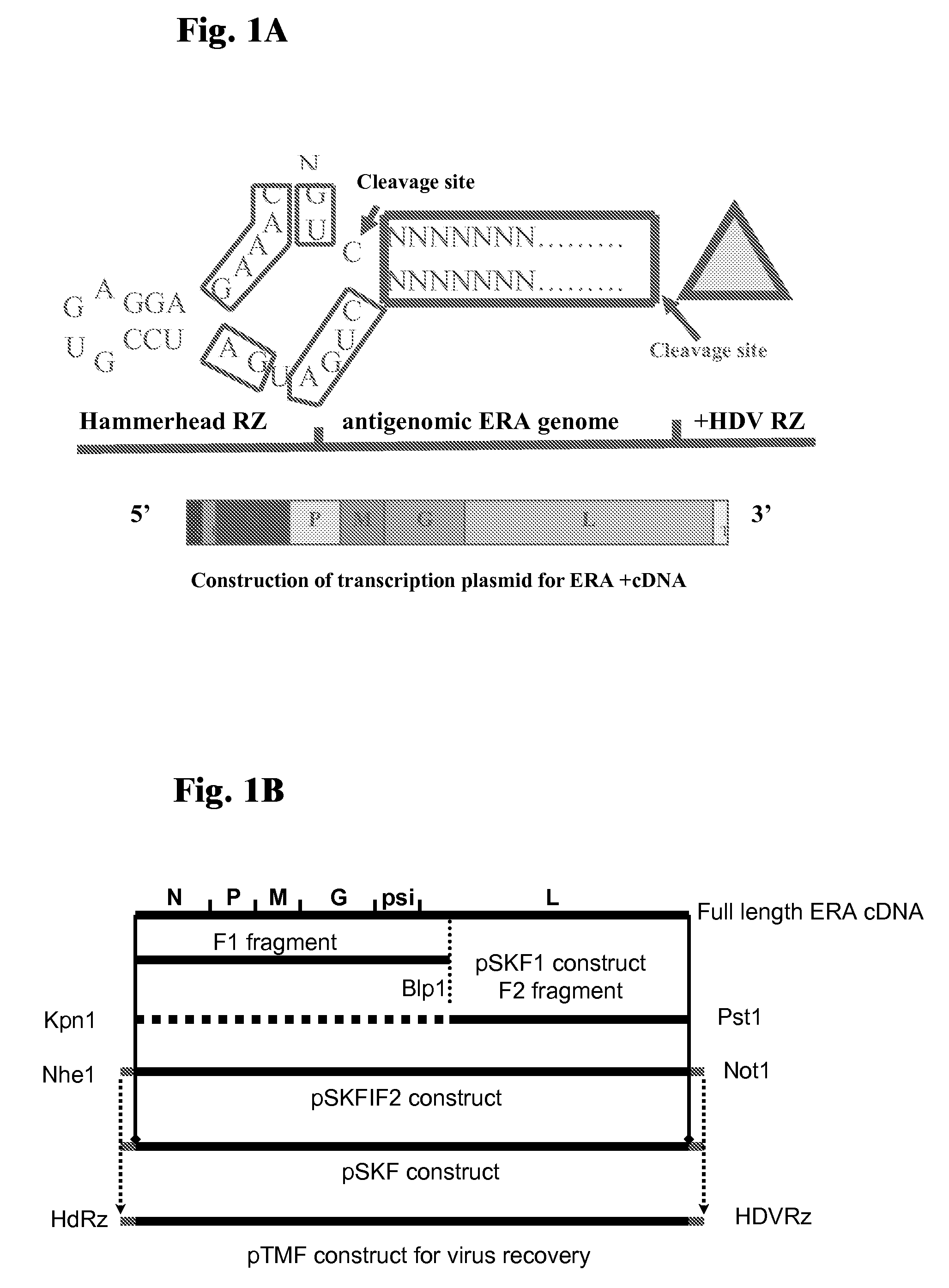 Rabies Virus Vector Systems and Compositions and Methods Thereof