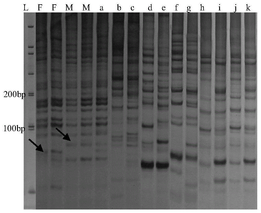 A method for identifying the genetic purity of pear hybrid seedlings