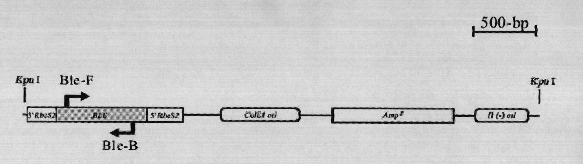 Method for breeding high-yield photosynthetic-hydrogen-production chlamydomonas reinhardtii through cell nucleus insertion mutagenesis