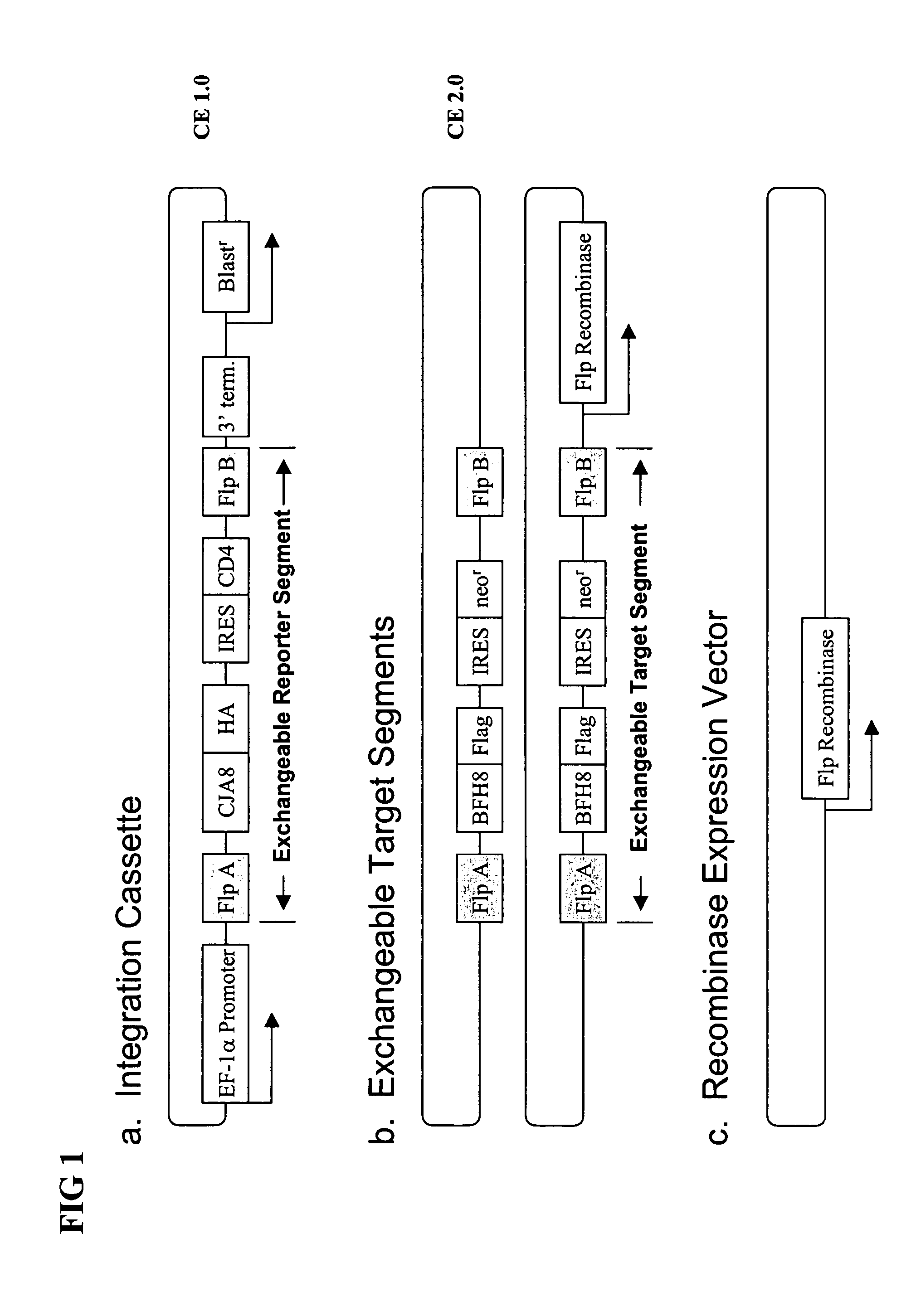 Efficient generation of expression cell lines through the use of scorable homeostatic reporter genes