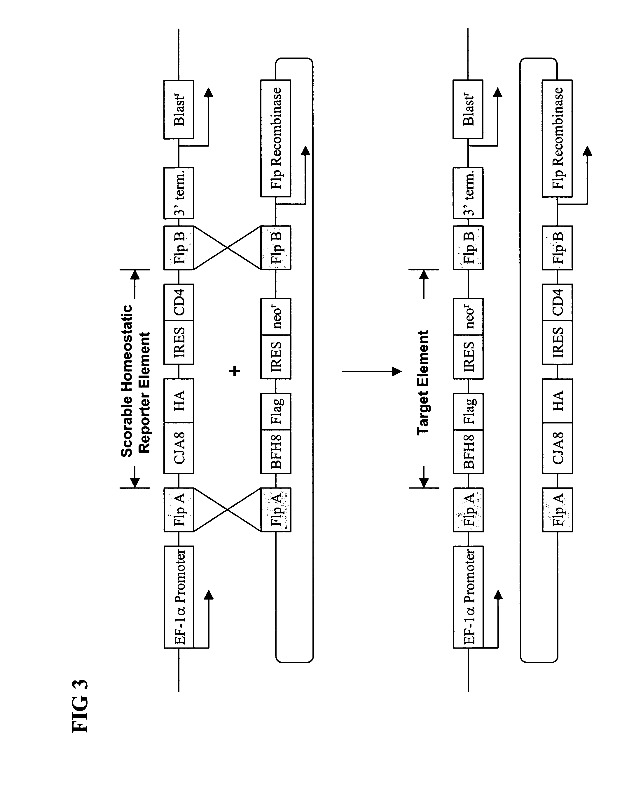 Efficient generation of expression cell lines through the use of scorable homeostatic reporter genes