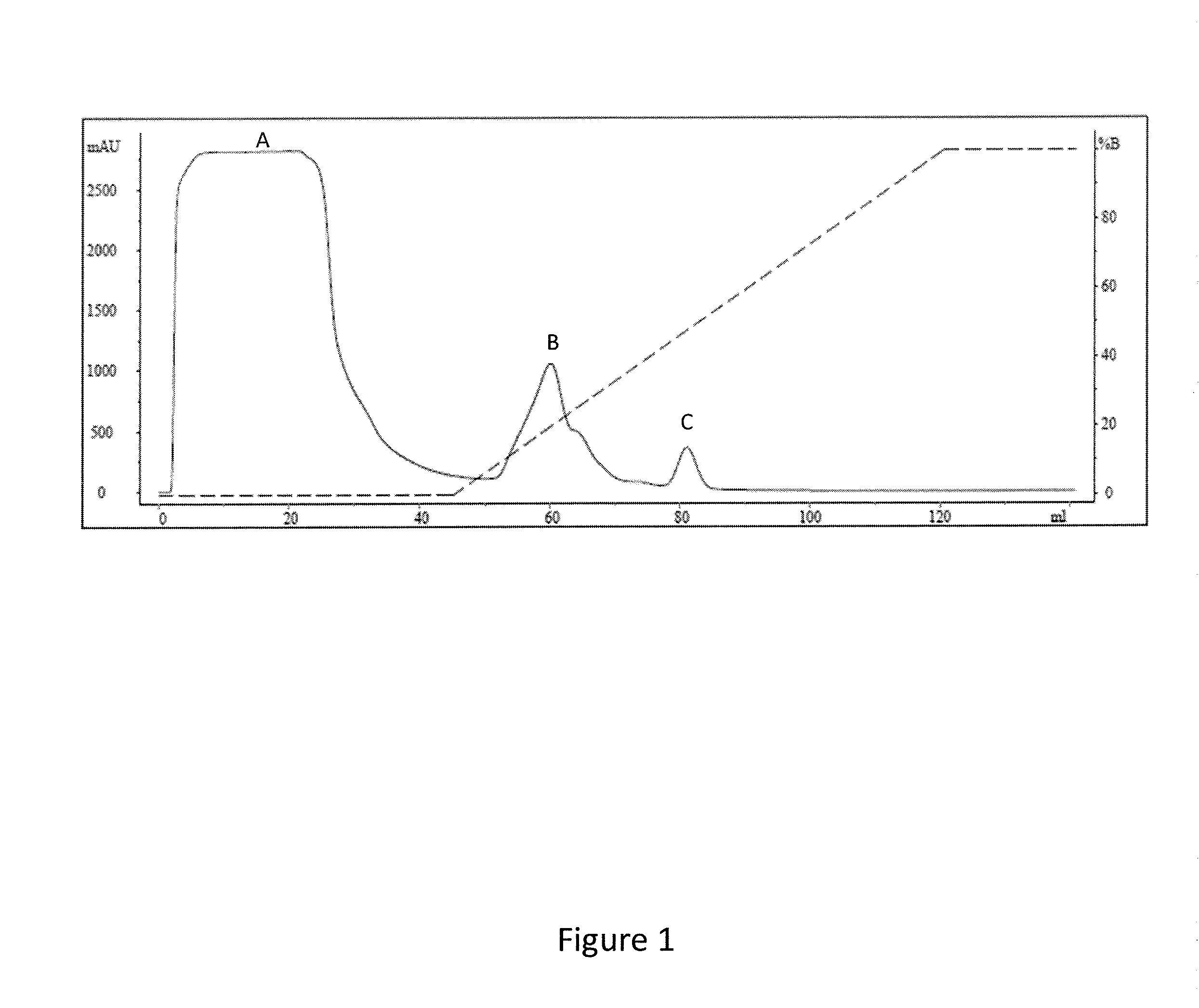 Modified Coiled Coil Type Proteins having Improved Properties