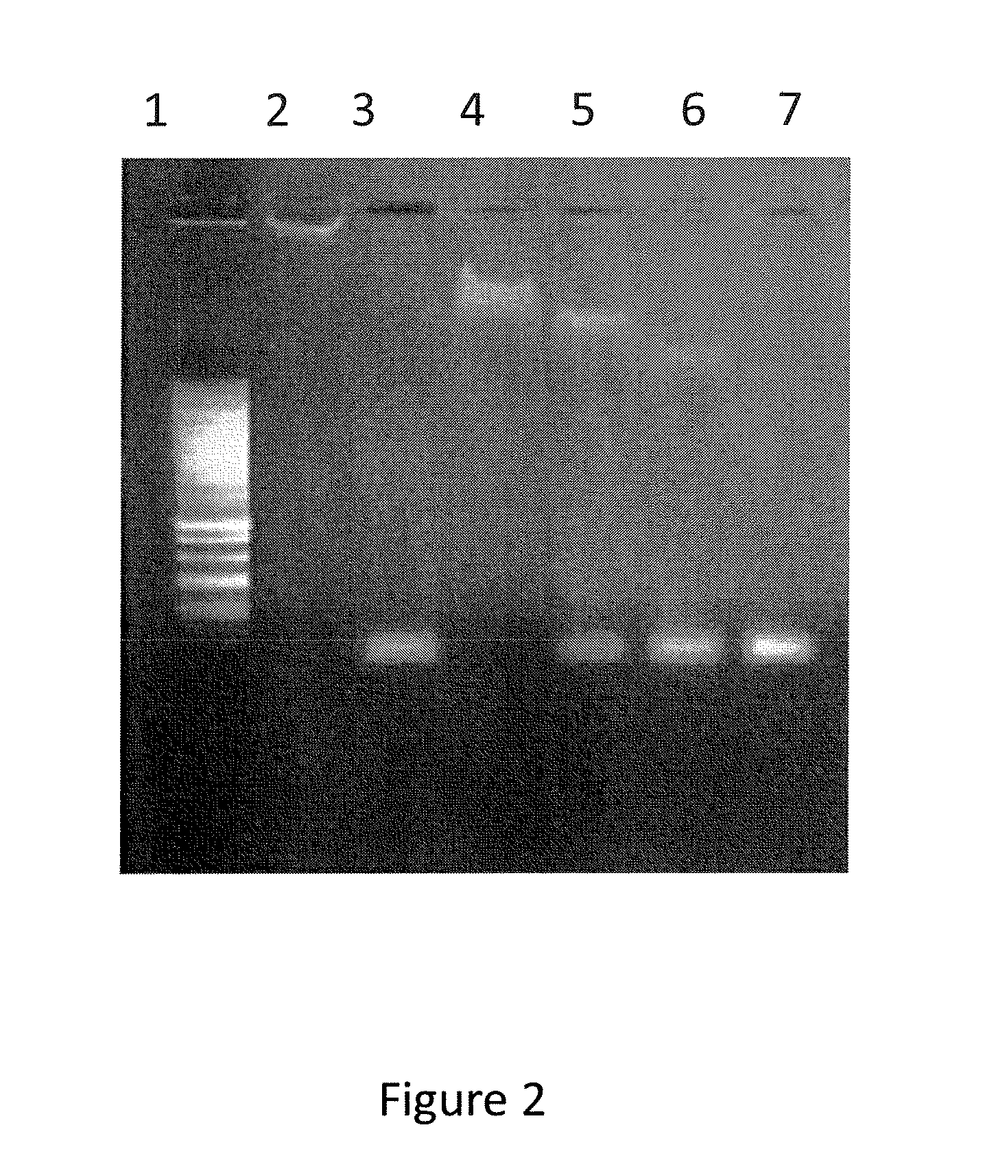 Modified Coiled Coil Type Proteins having Improved Properties