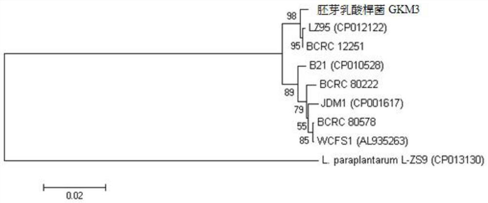 Lactobacillus plantarum and its use for lowering uric acid, improving allergy and lowering blood sugar