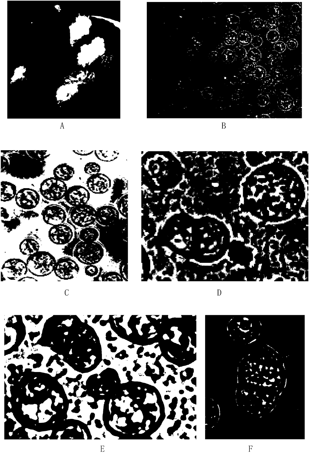 Breeding method of alliumcepa male sterile lines