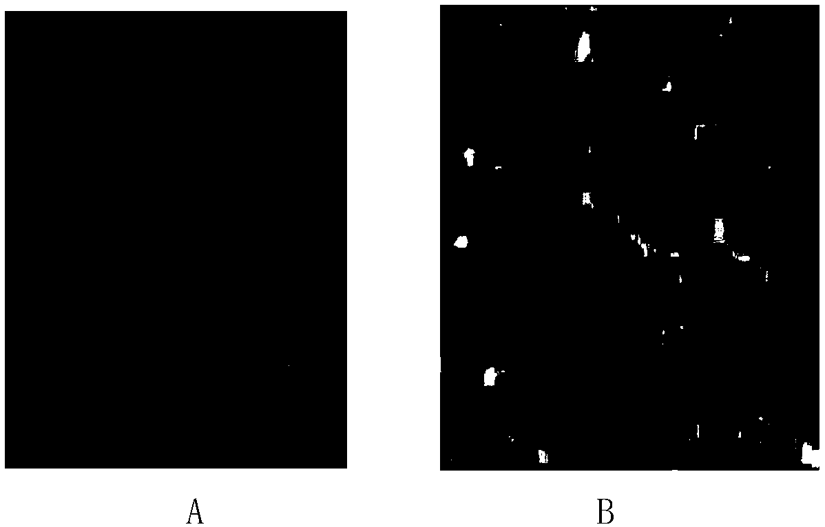Breeding method of alliumcepa male sterile lines