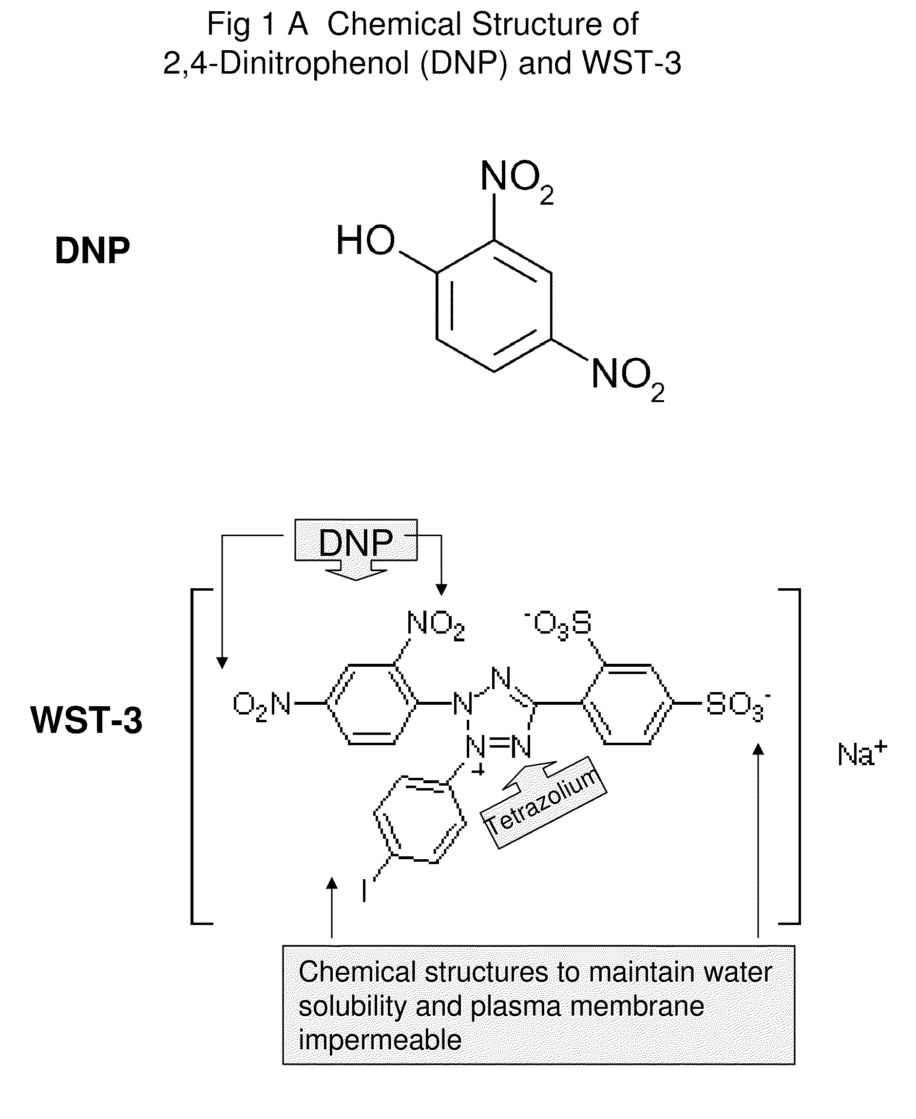 Compounds, composition, methods, targets for cancer therapy
