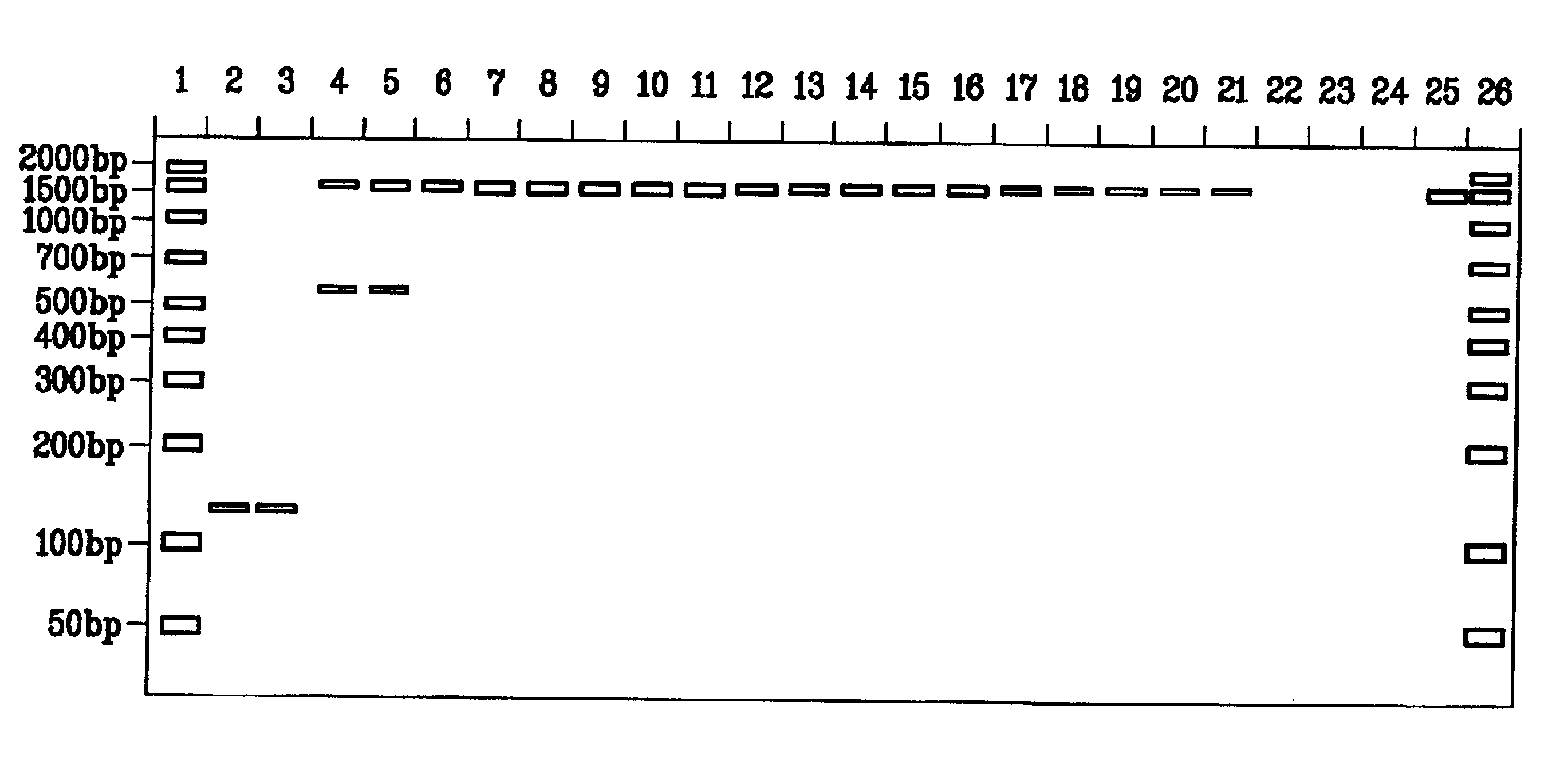 Method of reducing non-specific amplification in PCR
