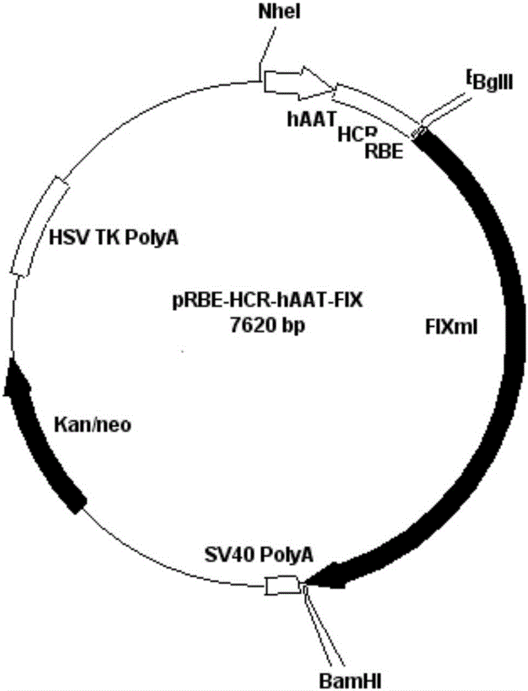 A kind of prbe-hcr-haat-hfixml plasmid and its construction and application