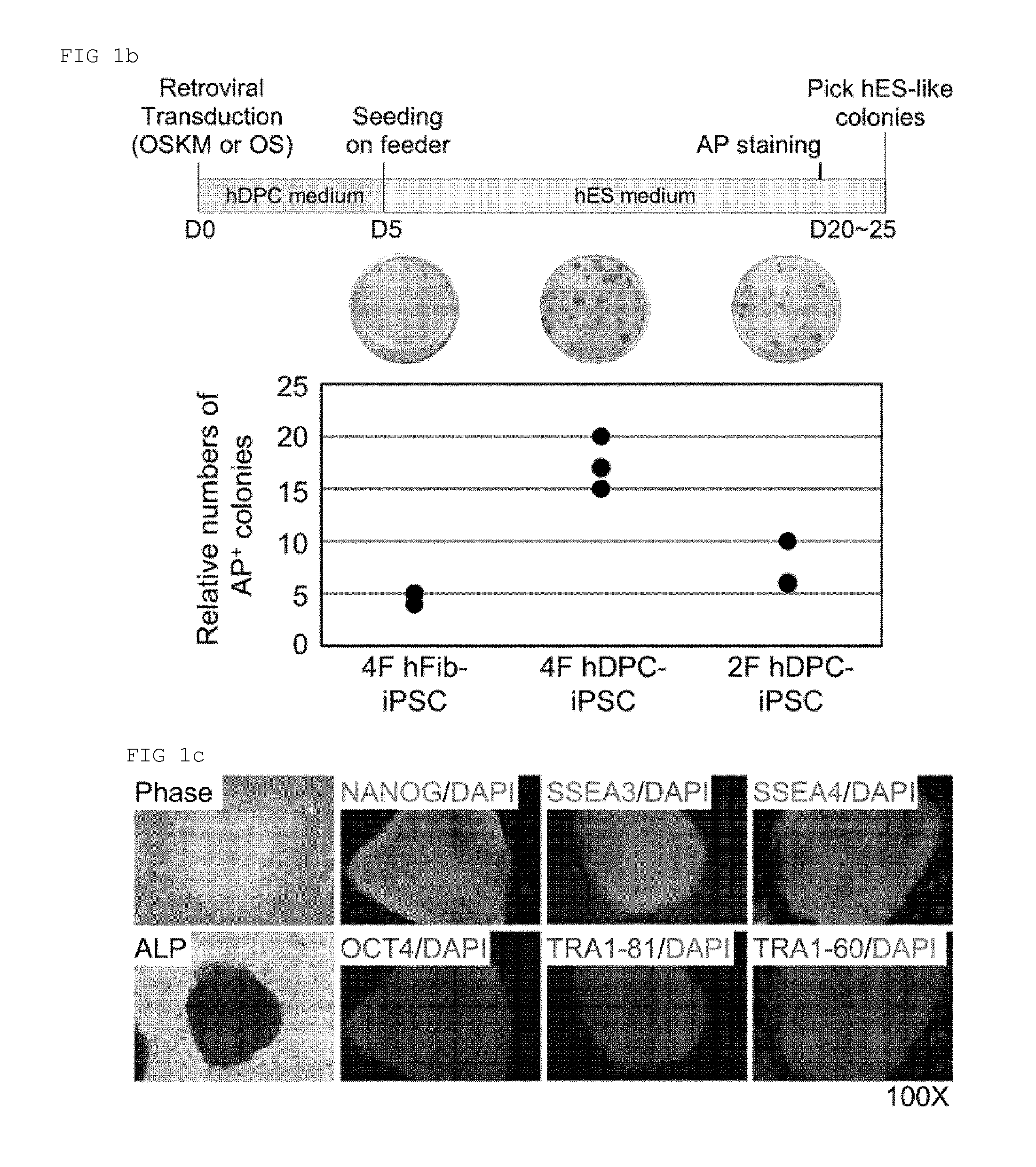 Method for reprogramming of human dental pulp cell using oct4 and sox2 and use thereof