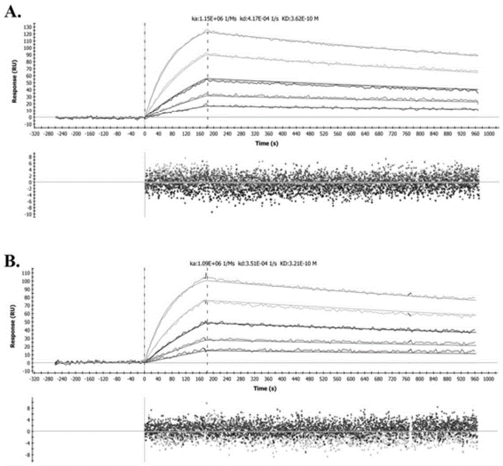 Humanized modified anti-CD147 chimeric antibody hchab18 and its application