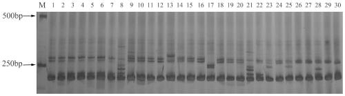 Vicia sativa ILP molecular marker primers and application thereof in variety identification