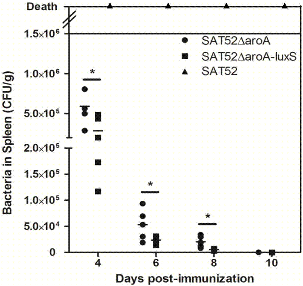 Salmonella typhimurium aroA and luxS double-gene-deleted strain and attenuated vaccine prepared by same
