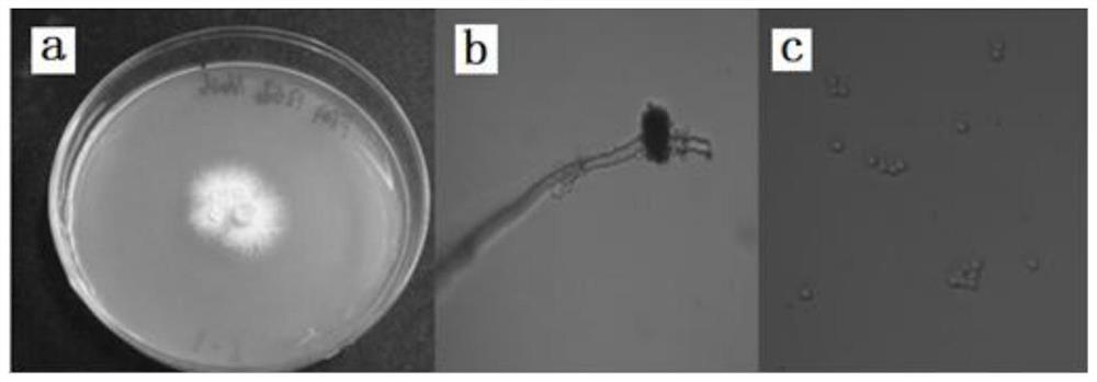 Aspergillus terreus strain SYAT-1 tolerant to saline and alkaline and resistant to pathogenic fungi and application of aspergillus terreus strain SYAT-1