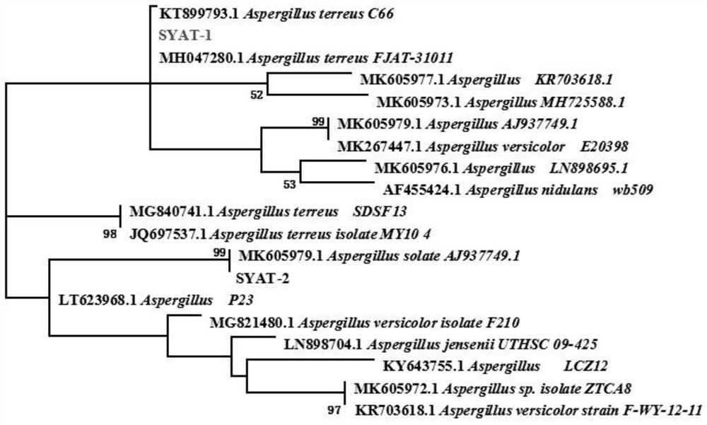 Aspergillus terreus strain SYAT-1 tolerant to saline and alkaline and resistant to pathogenic fungi and application of aspergillus terreus strain SYAT-1