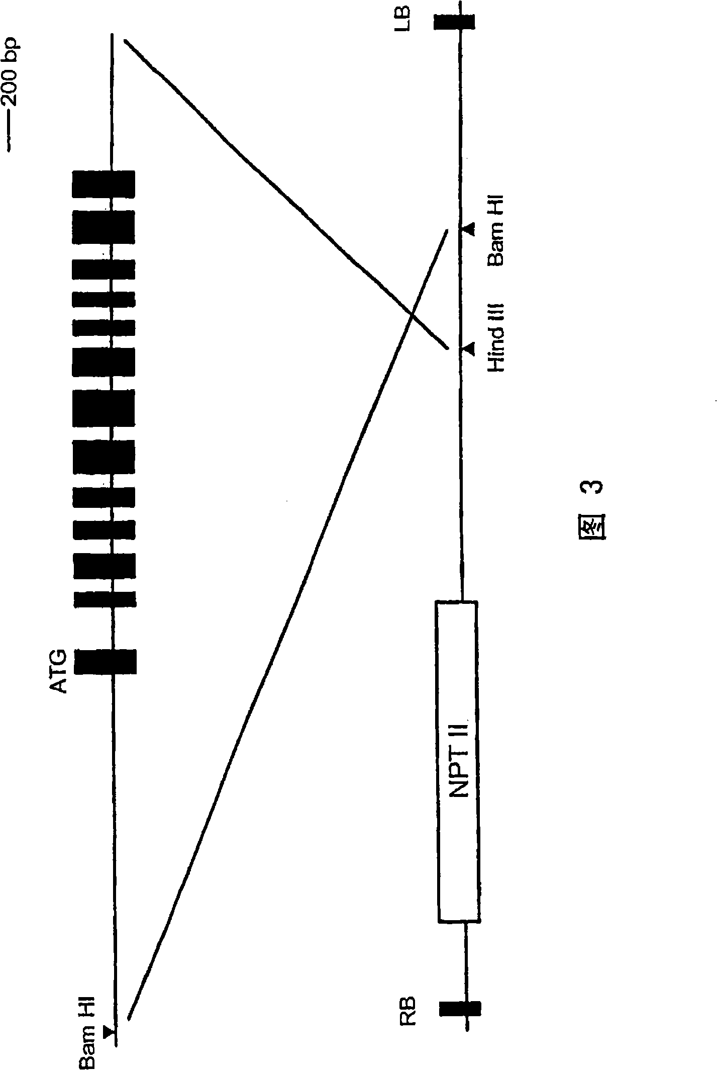 Method of elevating GGT activity of plant, plant with elevated GGT activity and method of constructing the same