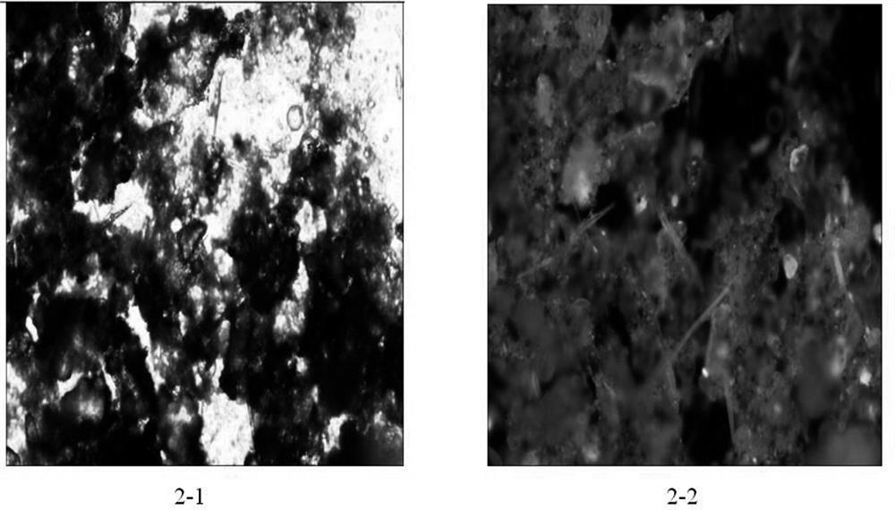 A kind of diatom fluorescent staining solution and diatom detection method for detecting visceral tissue