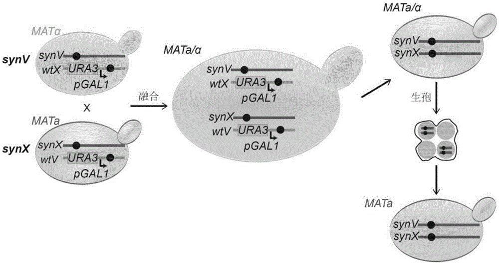 Transfer method for saccharomyces cerevisiae chromosomes