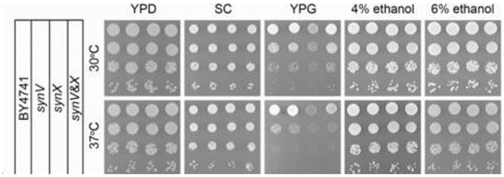 Transfer method for saccharomyces cerevisiae chromosomes