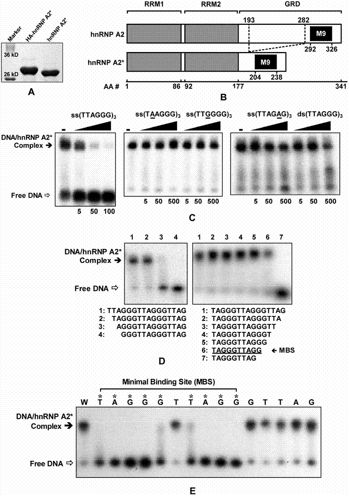 hnRNP A2* protein, nucleic acid for coding protein and application thereof