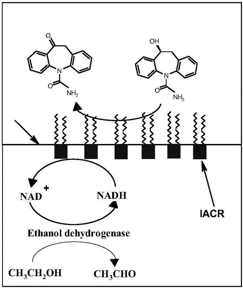 Preparation of interface self assembled carbonyl reductase and application thereof to S-eslicarbazepine synthesis