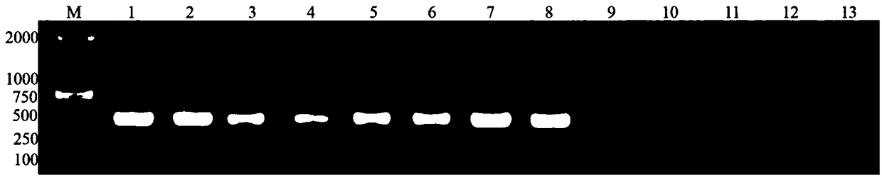 Application of riemerella anatipestifer Imp gene, PCR detection kit and method thereof