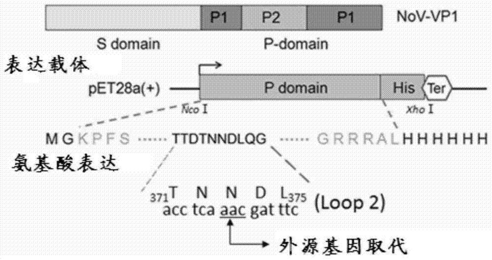 Enterovirus 71 epitope, antibody and its application and vaccine