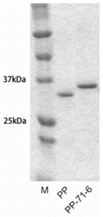 Enterovirus 71 epitope, antibody and its application and vaccine