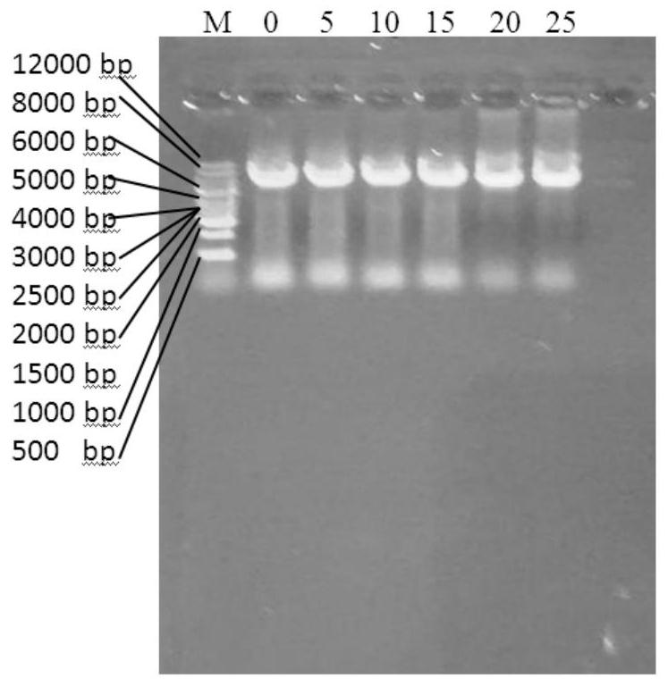 A kind of recombinant carbonyl reductase mutant, gene, engineering bacteria and application thereof
