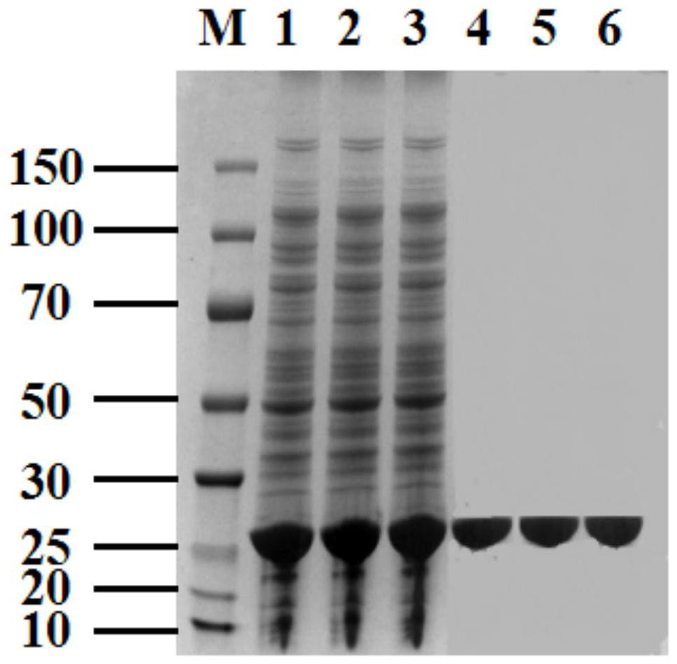 A kind of recombinant carbonyl reductase mutant, gene, engineering bacteria and application thereof