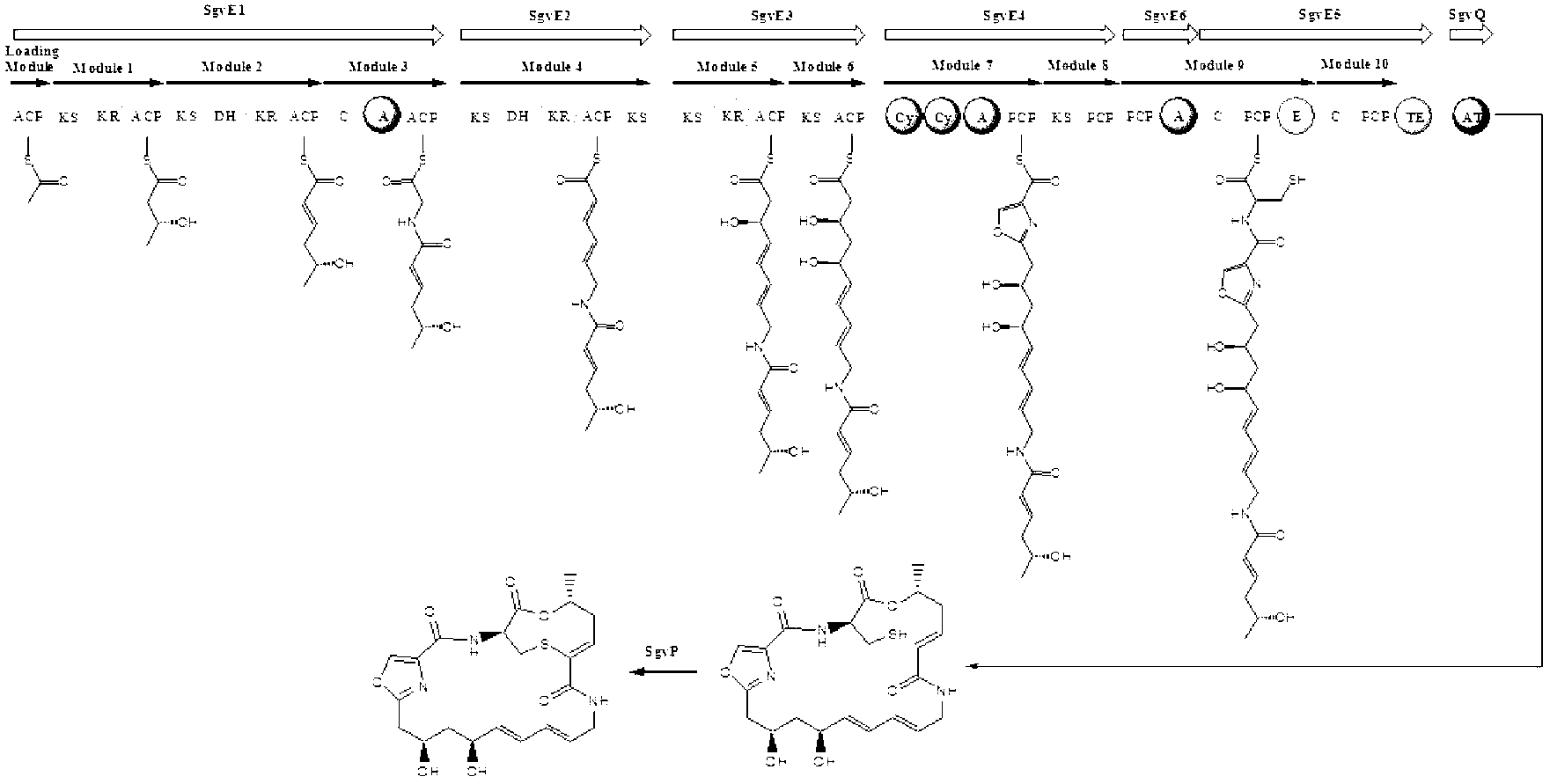 Biosynthesis gene cluster of griseoviridin and viridogrisein and application of biosynthesis gene cluster